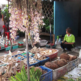 Illegal Trade Reveals Unknown Orchids